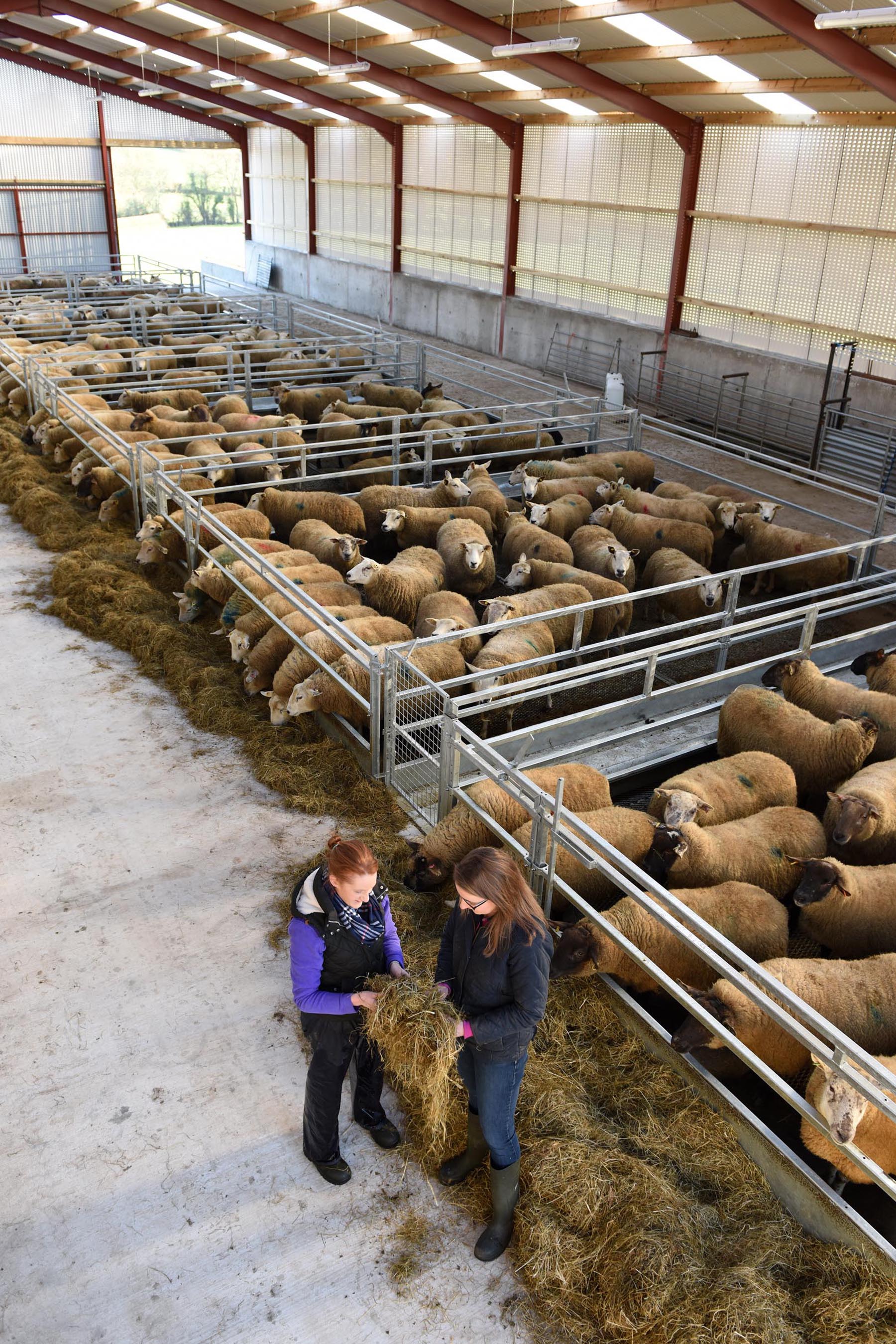 sheep lambing houses rigtech steel structures
